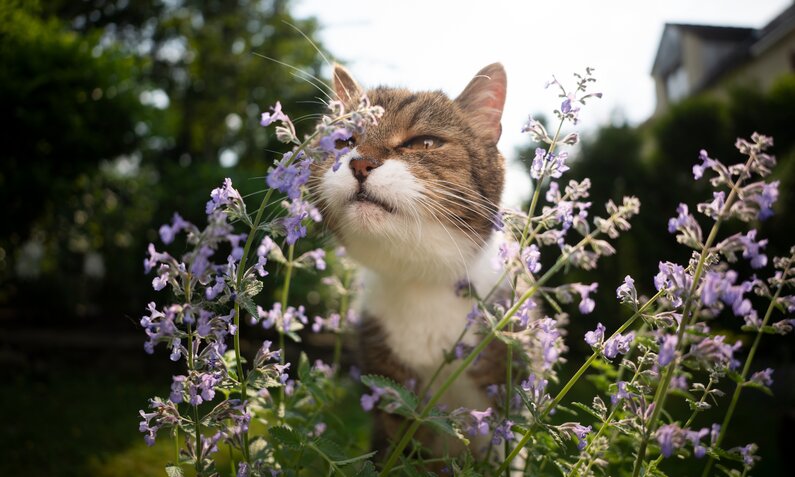 Getigerte Katze mit weißen Pfoten schnuppert neugierig an blühender Katzenminze im sonnigen Garten. | © Adobe Stock / FurryFritz