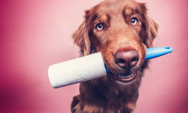 Ein brauner Hund mit blauen Augen hält fröhlich eine Fusselrolle im Maul vor rosa Hintergrund. | © Adobe Stock / Luetjemedia